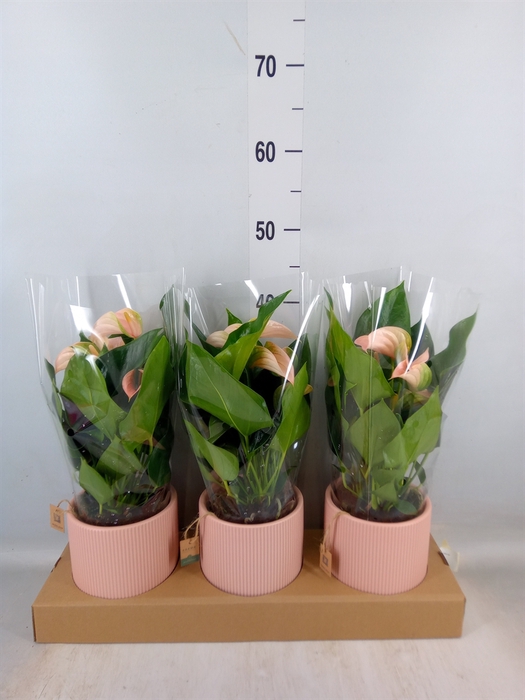 <h4>Anthurium andr. 'Joli Peach'</h4>