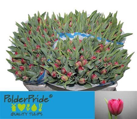 <h4>Tu Du Presto</h4>