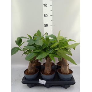 Pachira aquatica