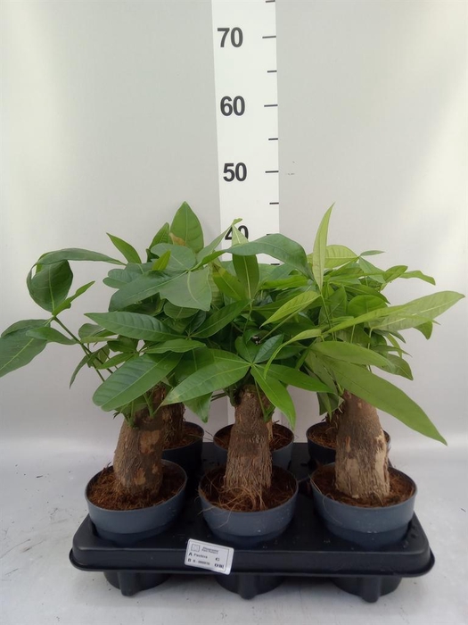 <h4>Pachira aquatica</h4>