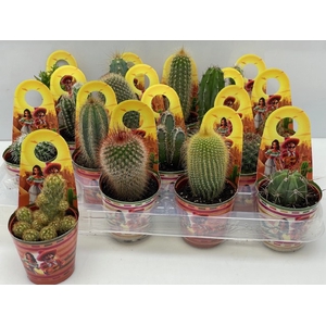 CACTUS GEM