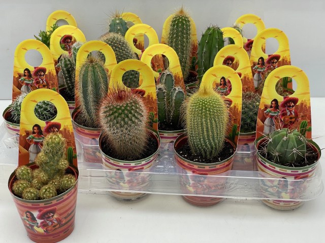 <h4>CACTUS GEM</h4>