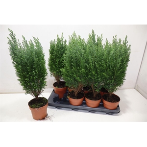 Cham L Ellwoodii + Snow