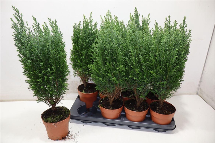 <h4>Cham L Ellwoodii + Snow</h4>