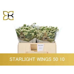 LIM S STARLIGHT WING