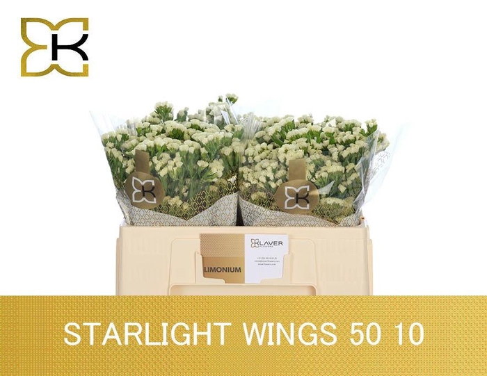 <h4>LIM S STARLIGHT WING</h4>
