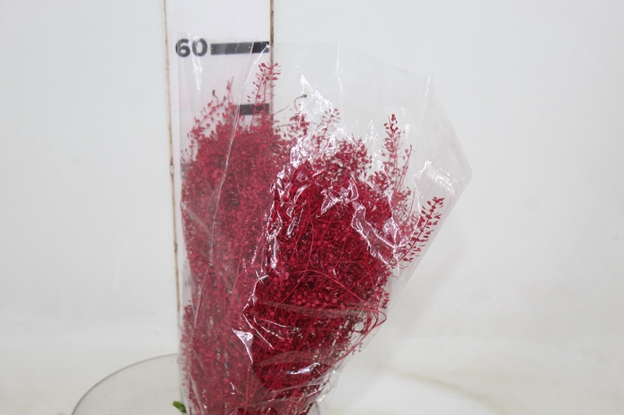 FLOR DE VASSOURA DESIDRATADO