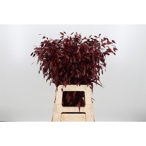 Chasmantium Kl Bh Bordeaux