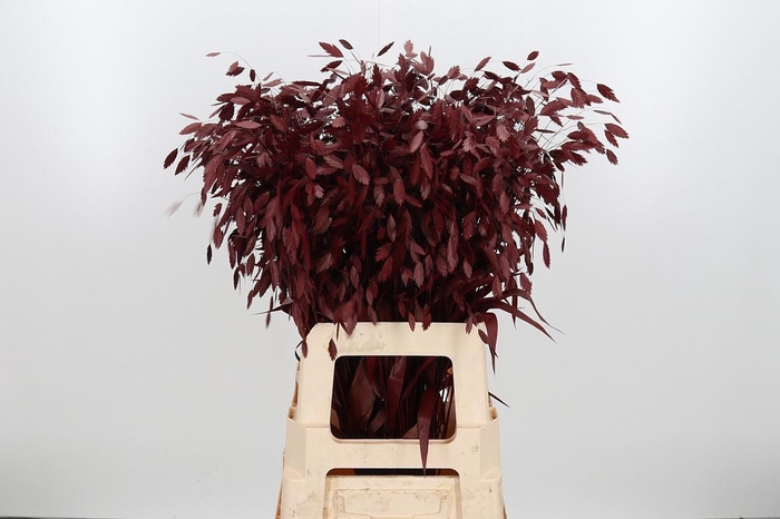 <h4>Chasmantium Kl Bh Bordeaux</h4>