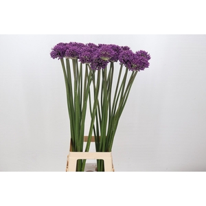 Allium 'Dark Knight'