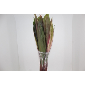 FOLH CORDYLINE