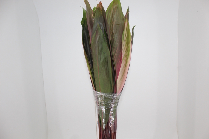 <h4>FOLH CORDYLINE</h4>