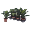 Ficus Lyrata Bambino