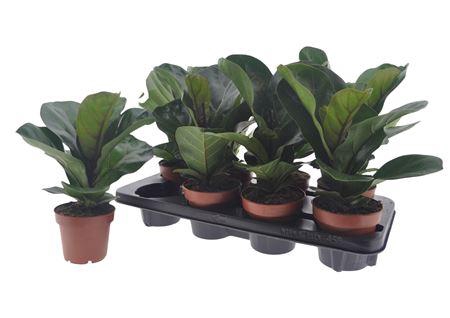 Ficus Lyrata Bambino