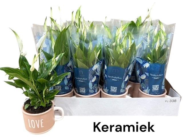 <h4>ARR SPATHIPHYLLUM</h4>