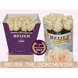 Rozen R GR DORCHESTER
