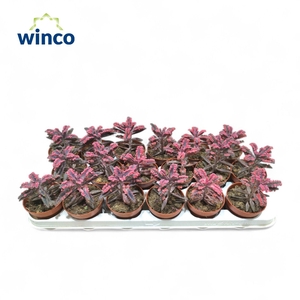 KALANCHOE DAIGREMONT