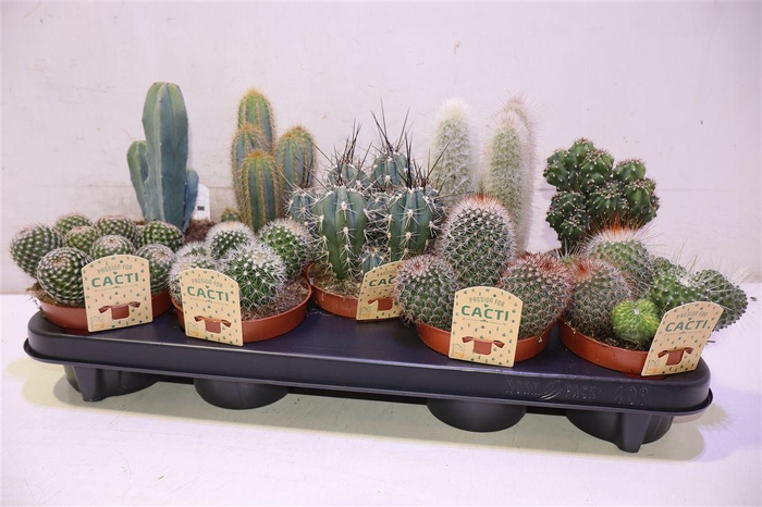 <h4>arr8 Cactus Gem</h4>