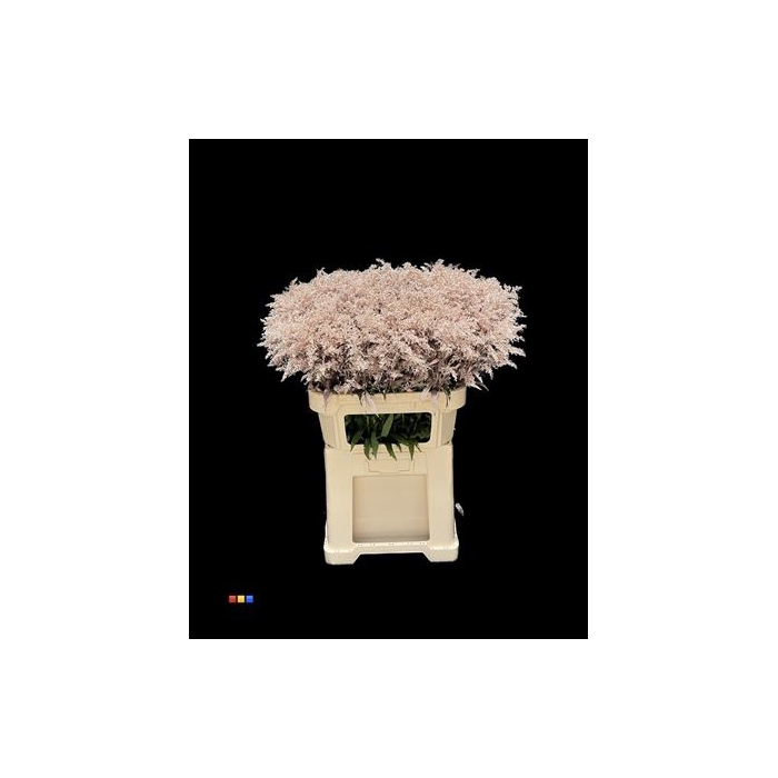 <h4>Solidago Champagne 80cm</h4>