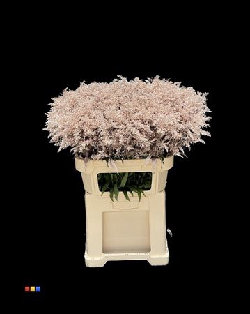 Solidago Champagne 80cm