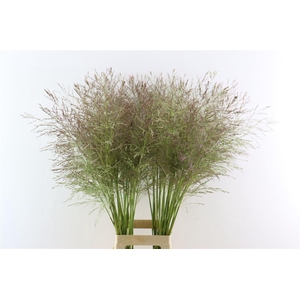 Siergras Panicum Vi Vanilla Splash