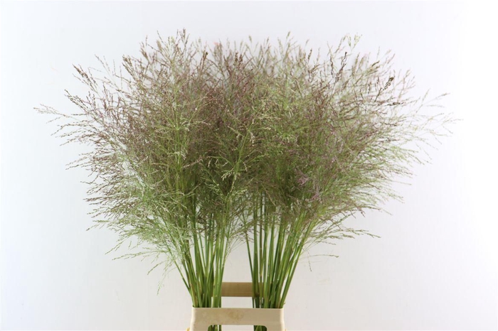 <h4>Siergras Panicum Vi Vanilla Splash</h4>