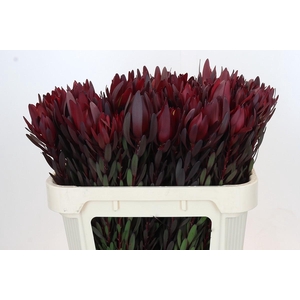 Leucadendron Saf Sunset Dark R.