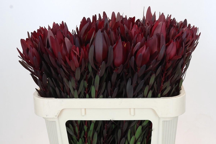 <h4>Leucadendron Saf Sunset Dark R.</h4>