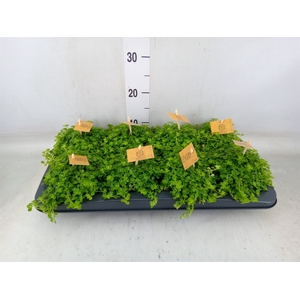 Pilea depressa