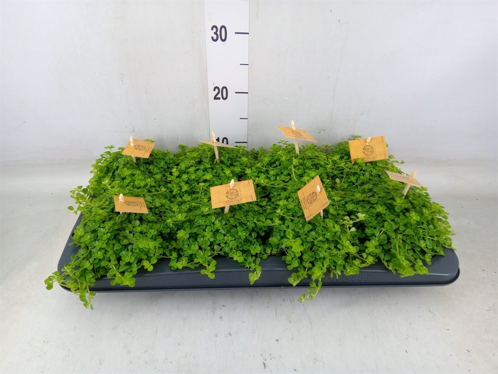 <h4>Pilea depressa</h4>