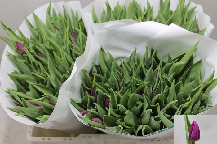 <h4>TU EN PURPLE PRINCE</h4>