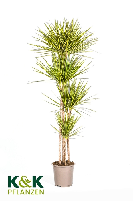 <h4>Dracaena Marginata Sunray T27</h4>