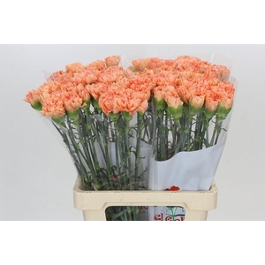 Dianthus St Megan