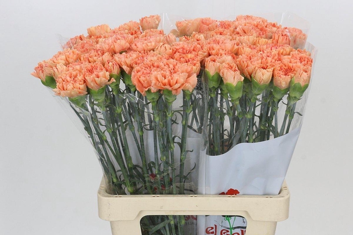<h4>Dianthus St Megan</h4>