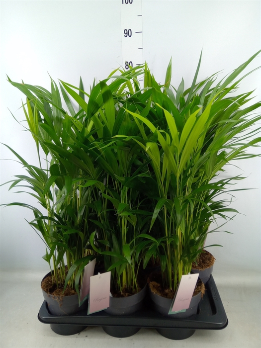 <h4>Dypsis lutescens   ...Chrysalidoca</h4>