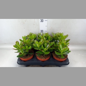 Crassula  'Magical Tree'