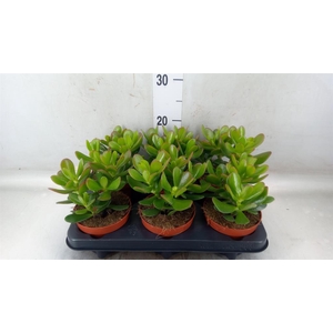 Crassula  'Magical Tree'