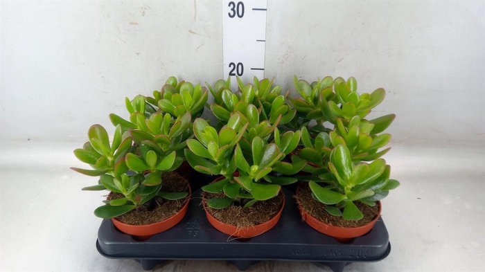 <h4>Crassula  'Magical Tree'</h4>