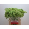 Ammi Majus Visnaga Zaad