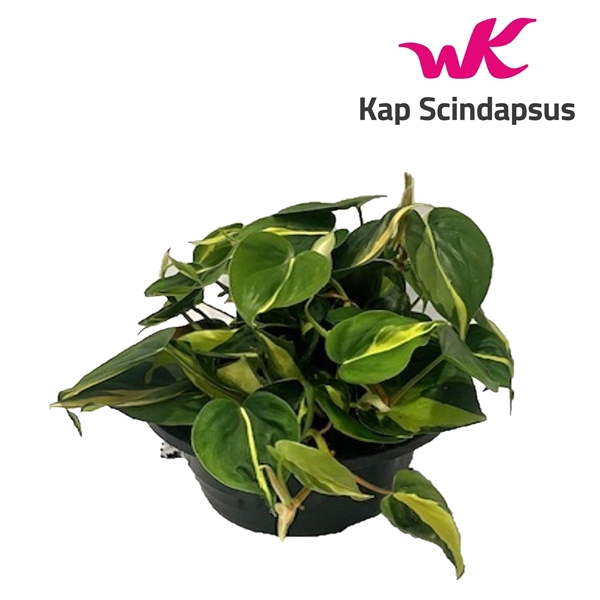 <h4>Philodendron Brasil schaal</h4>