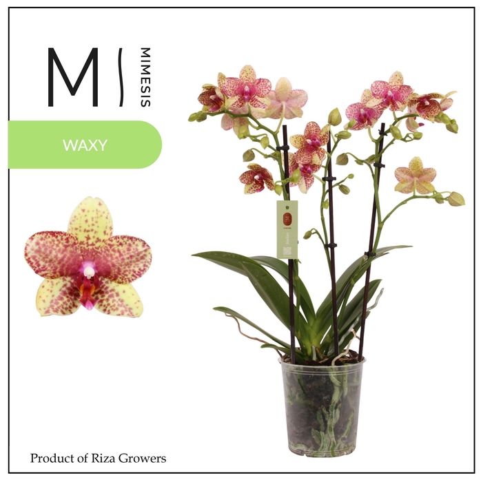 <h4>Mimesis Phal. Grosseto - 3 spike 12cm</h4>
