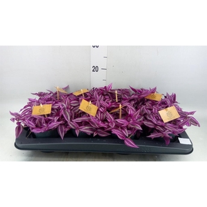 Tradescantia zebr. 'Pink Paradise'