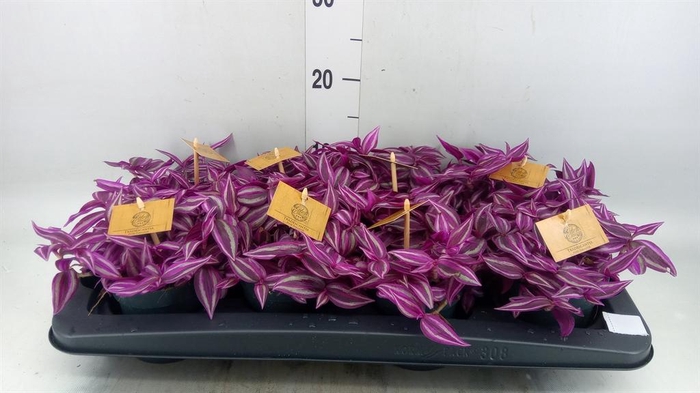 <h4>Tradescantia zebr. 'Pink Paradise'</h4>