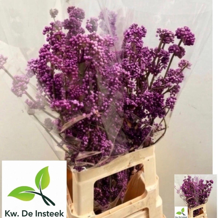 <h4>CALLICARPA BOD PROFU</h4>