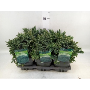 Juniperus squamata 'Blue Star'