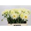 Dahlia Spider Wit