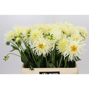 Dahlia Spider Wit