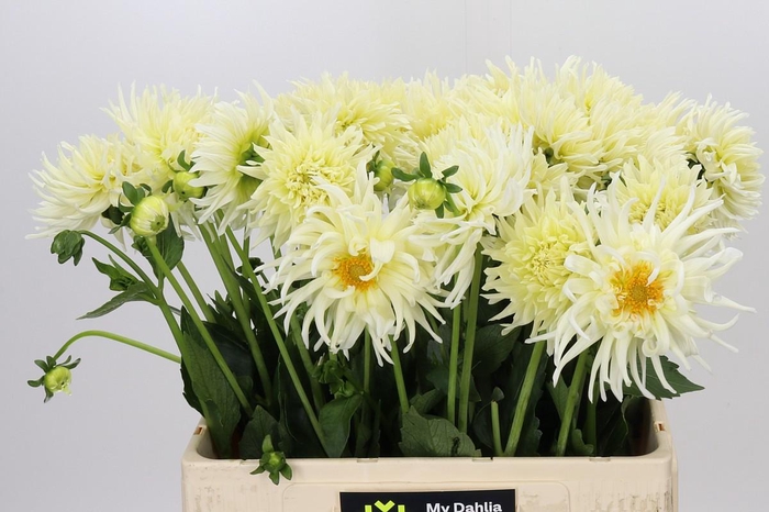 <h4>Dahlia Spider Wit</h4>