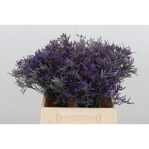 Limonium Sinense Safora Dark Blue