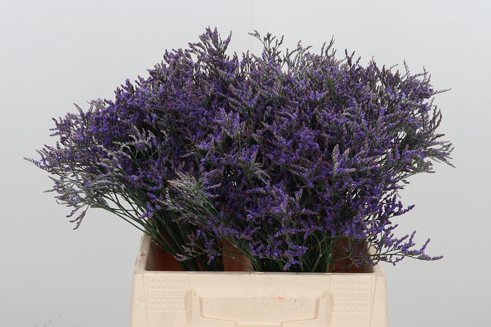 <h4>Limonium Sinense Safora Dark Blue</h4>